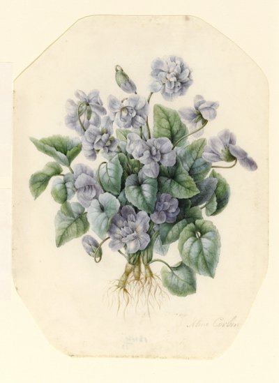 Violets by Aline Corbin